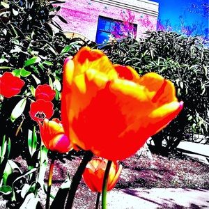 Meet your Posher, Romeo